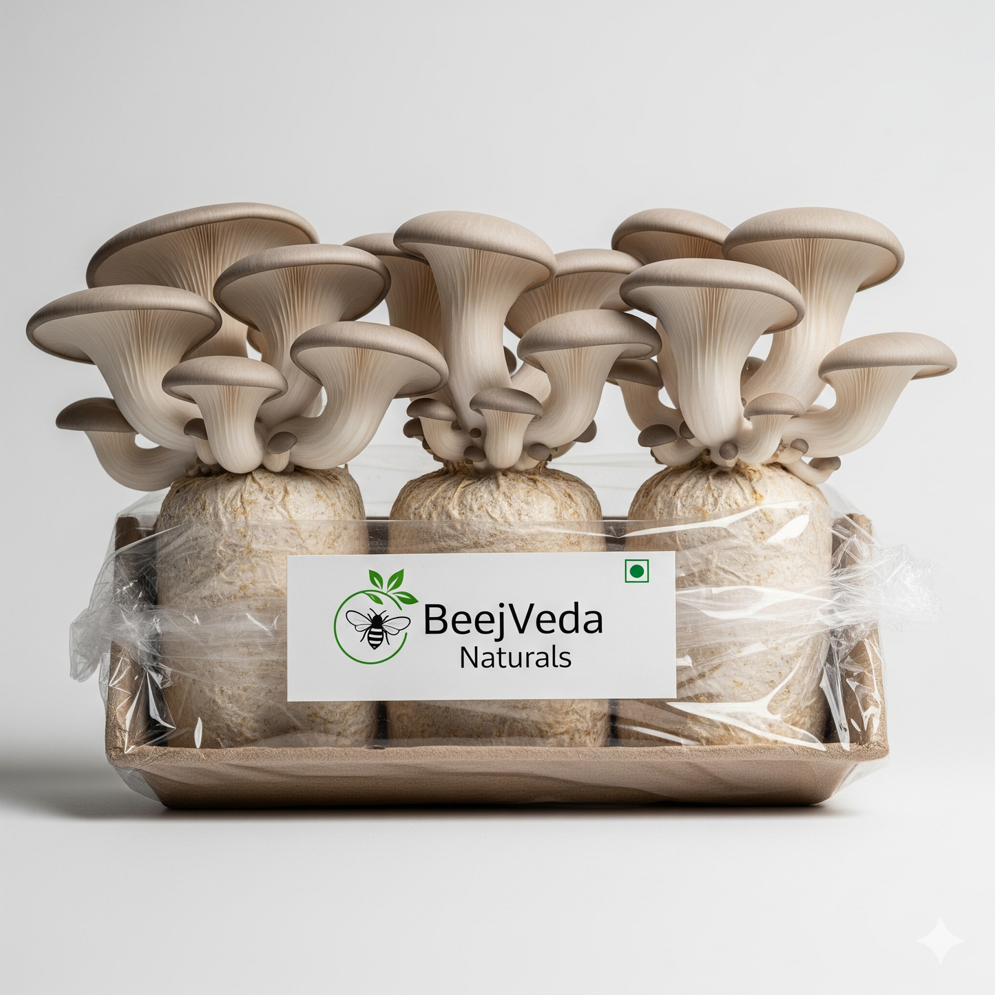 Oyster Mushrooms